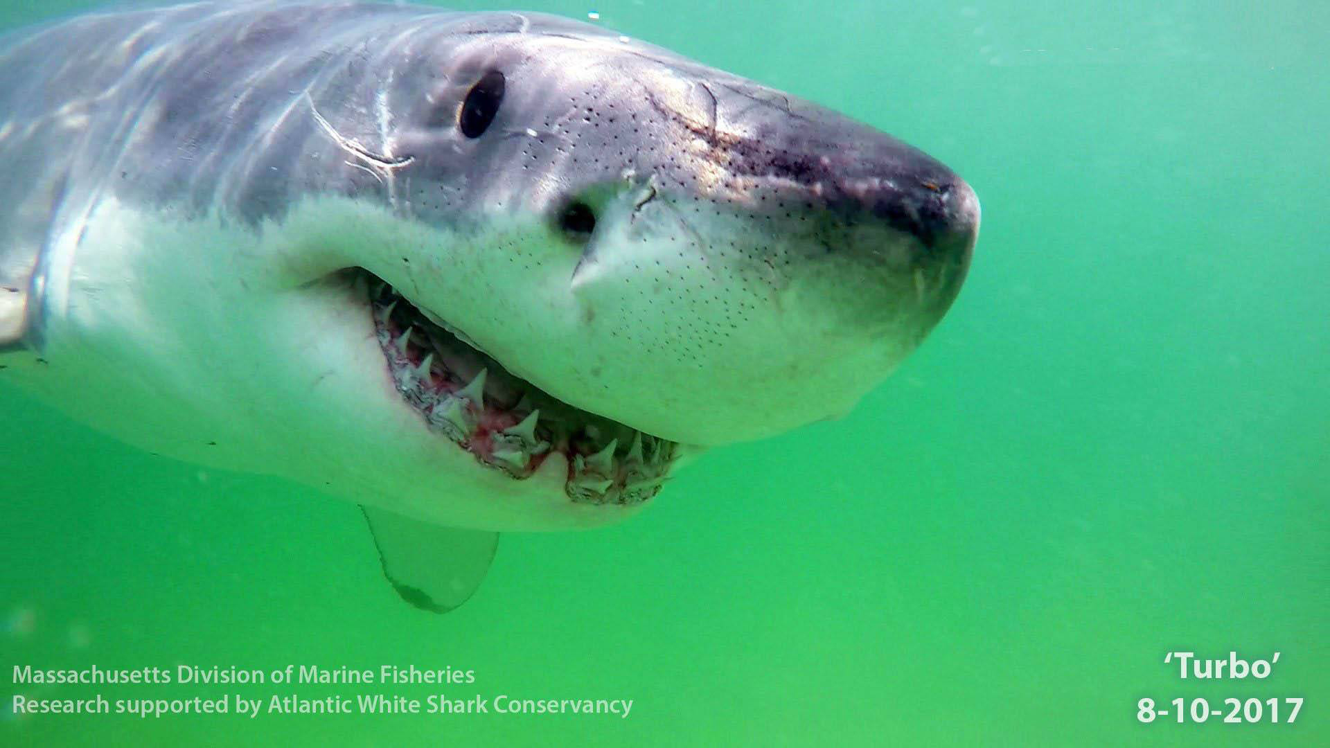 Atlantic White Sharks - Awareness Inspires Conservation « North & South Rivers Watershed Association