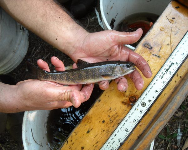 brook-trout-walk-north-south-rivers-watershed-association