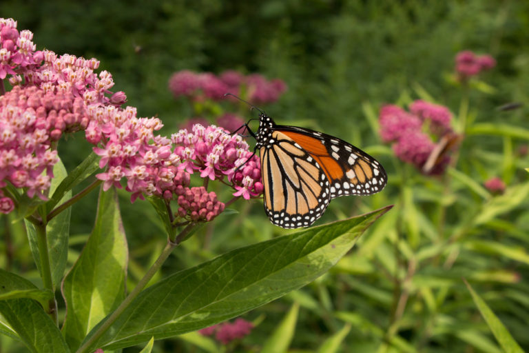 Plant a Monarch Garden - North and South Rivers Watershed Association