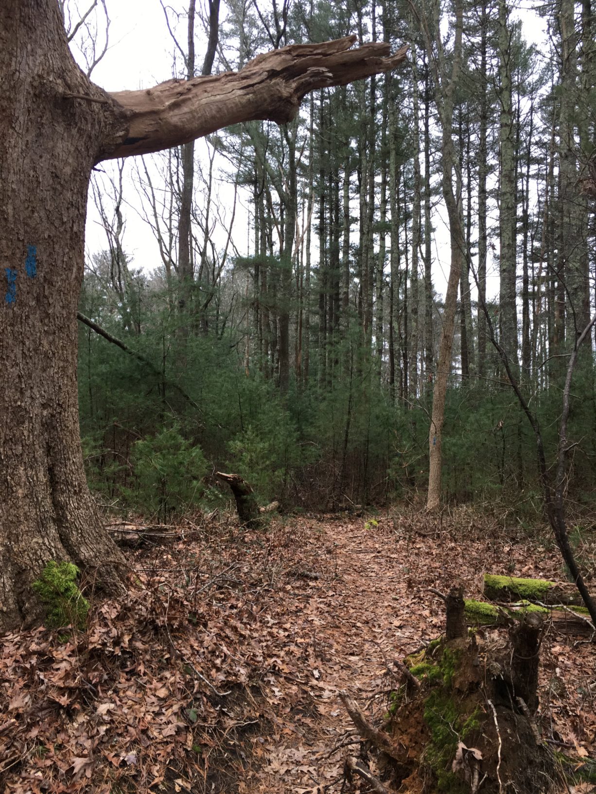 Visiting Duxbury’s Whiton Woods - North and South Rivers Watershed ...