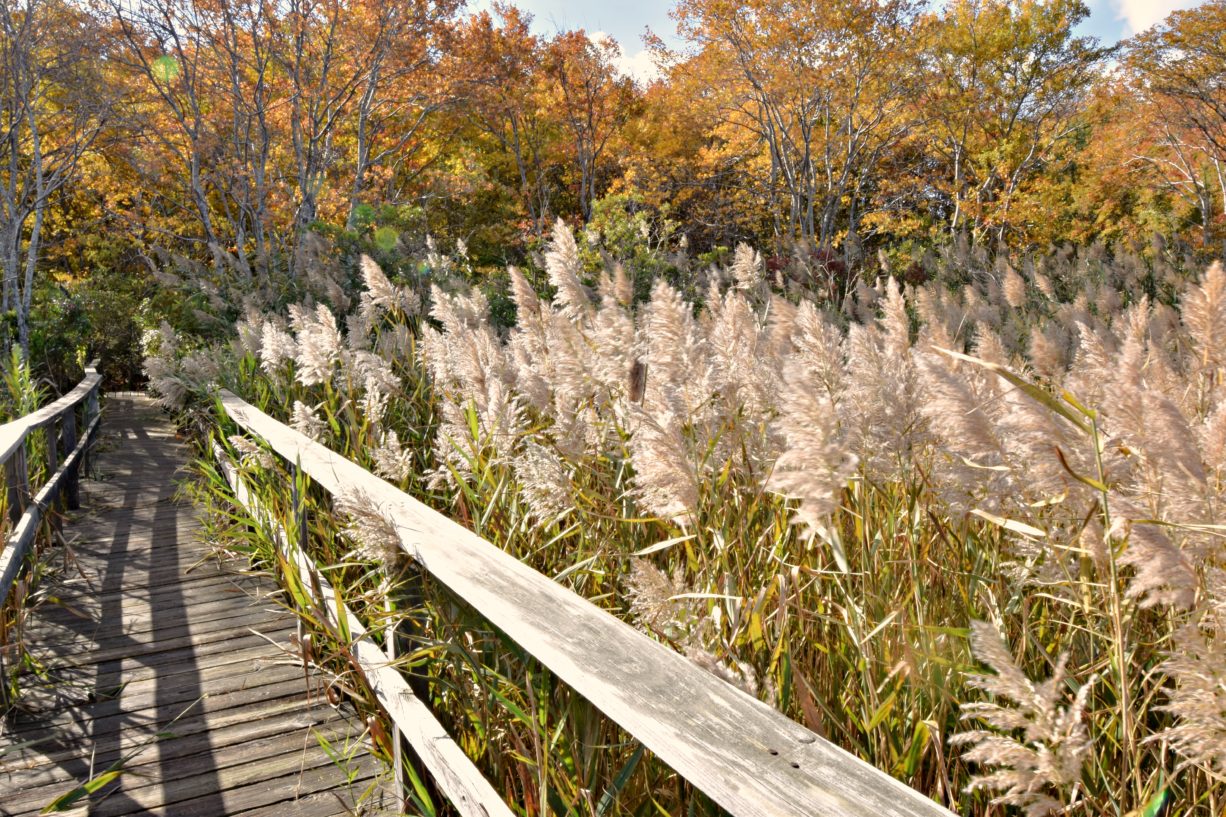 North River Wildlife Sanctuary - North and South Rivers Watershed  Association