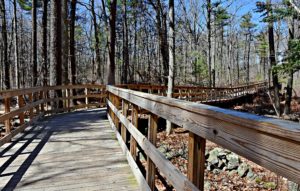 A photograph of a boardwalk through a woodland.