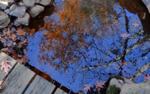 Photograph of stream and boardwalk with blue sky and fall foliage reflected on the surface of the water.