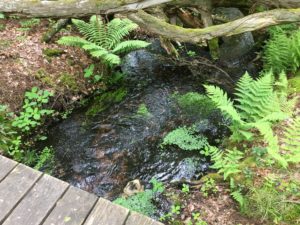 A photograph of a stream passing below a boardwalk, with ferns.