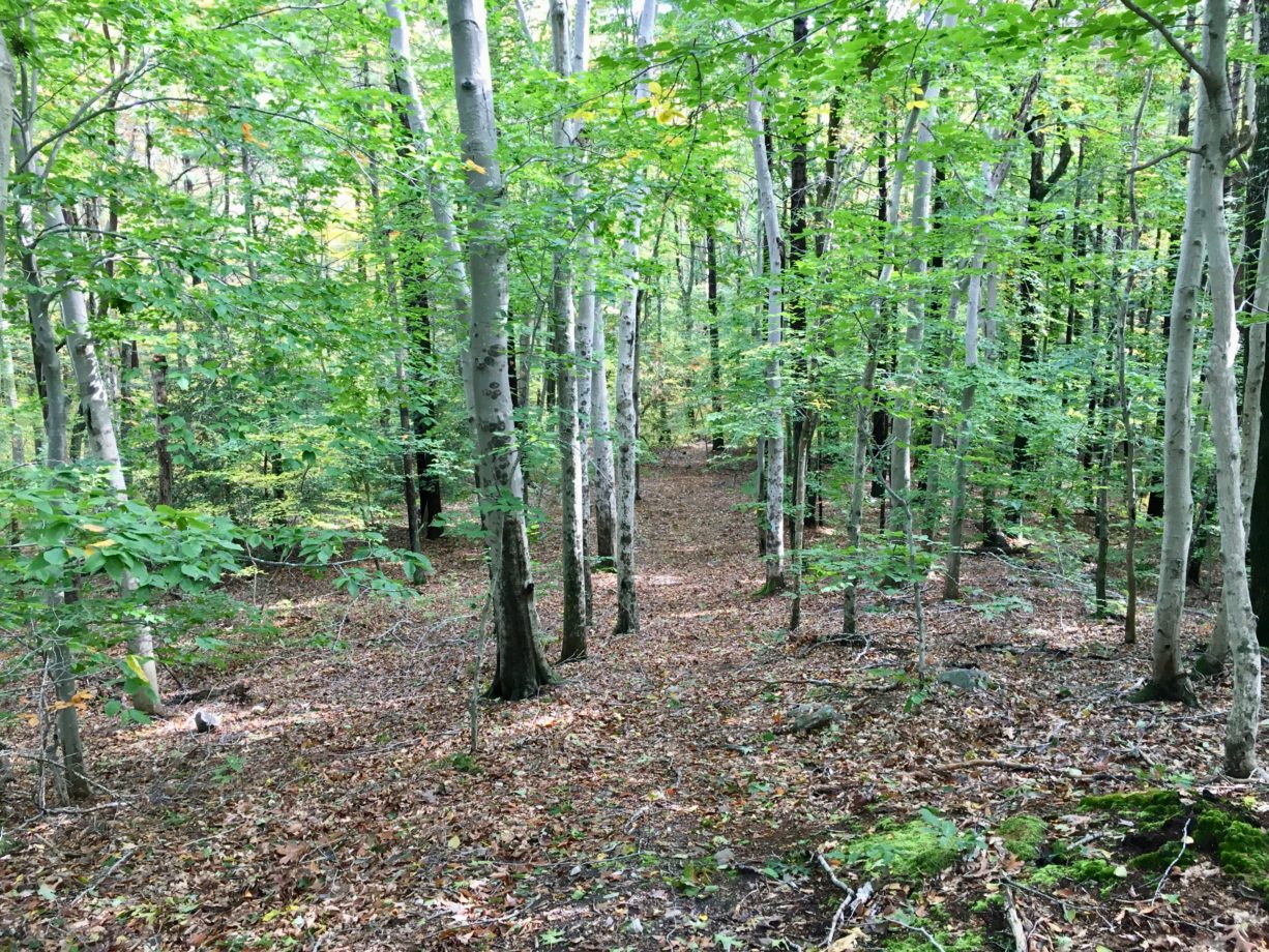 Shingle Mill Brook Trail - North and South Rivers Watershed Association