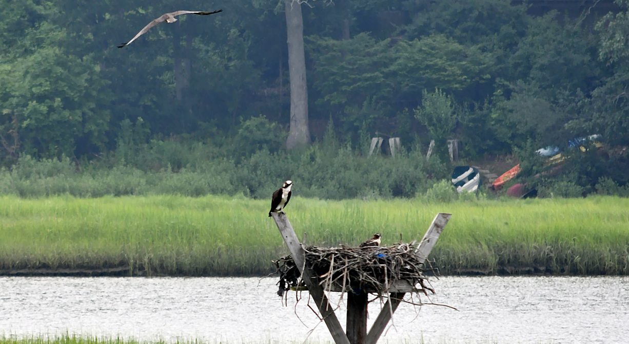 A photograph of an osprey on its nest, with salt marsh and a river in the background.