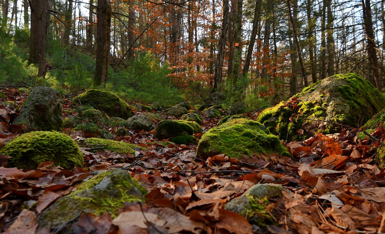 Bates Lane Conservation Area - North and South Rivers Watershed Association