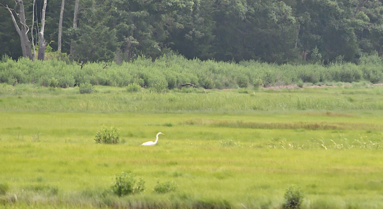 A photograph of a white bird on a green salt marsh.