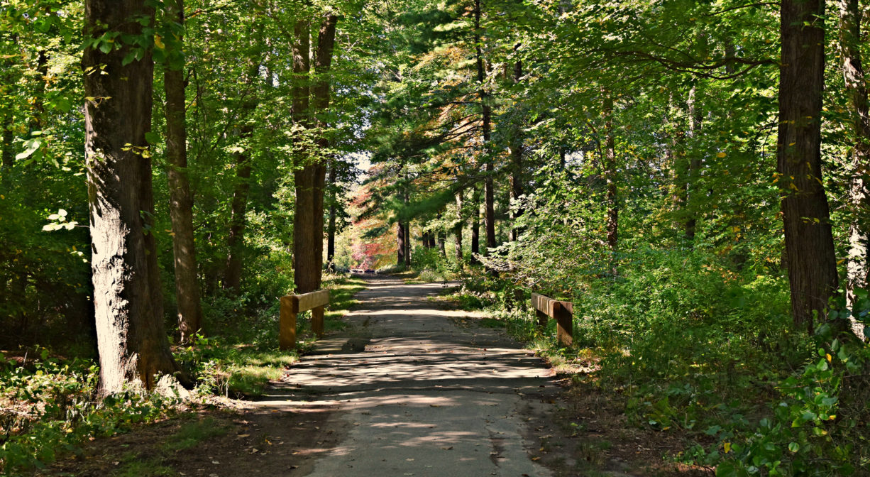 A photograph of a wide trail through the woods.