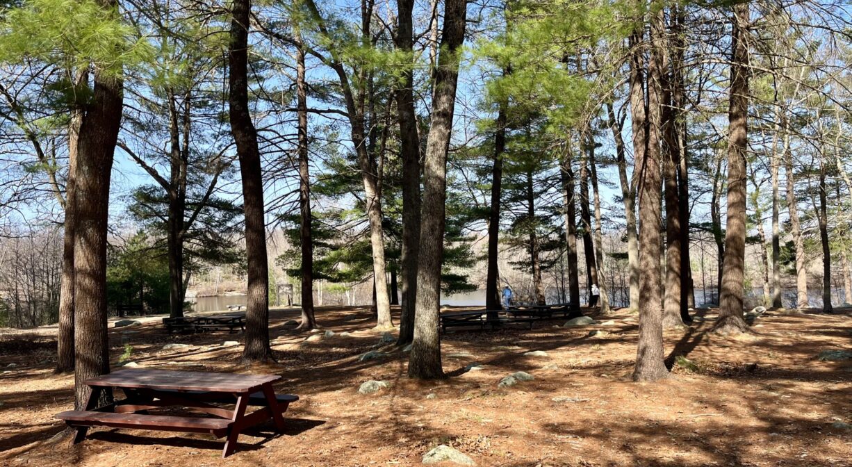 A photograph of a picnic area in a woodland.
