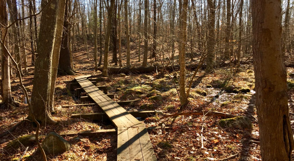 A photograph of a boardwalk through a woodland.