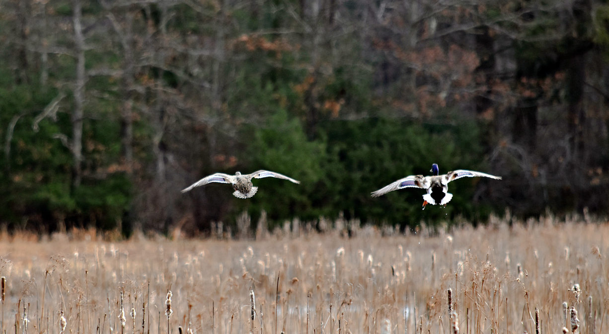 A photograph of a two birds flying over a wetland.