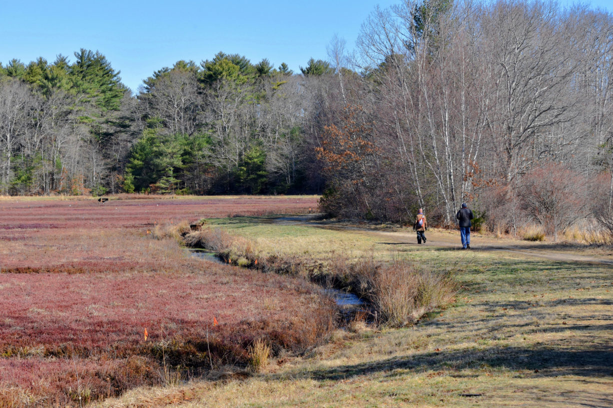 duxbury-bogs-north-and-south-rivers-watershed-association