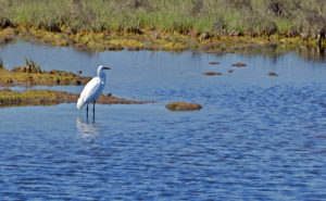 A photograph of a large white bird wading in a creek.