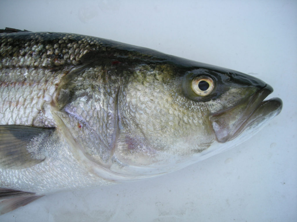 Striped Bass…Morone saxatilis - North and South Rivers Watershed