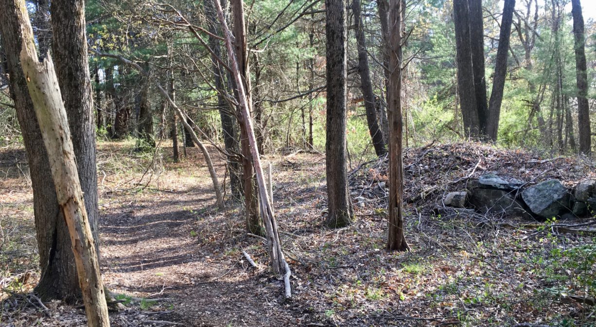 A photograph of a wide trail through a forest with some rocks to one side.