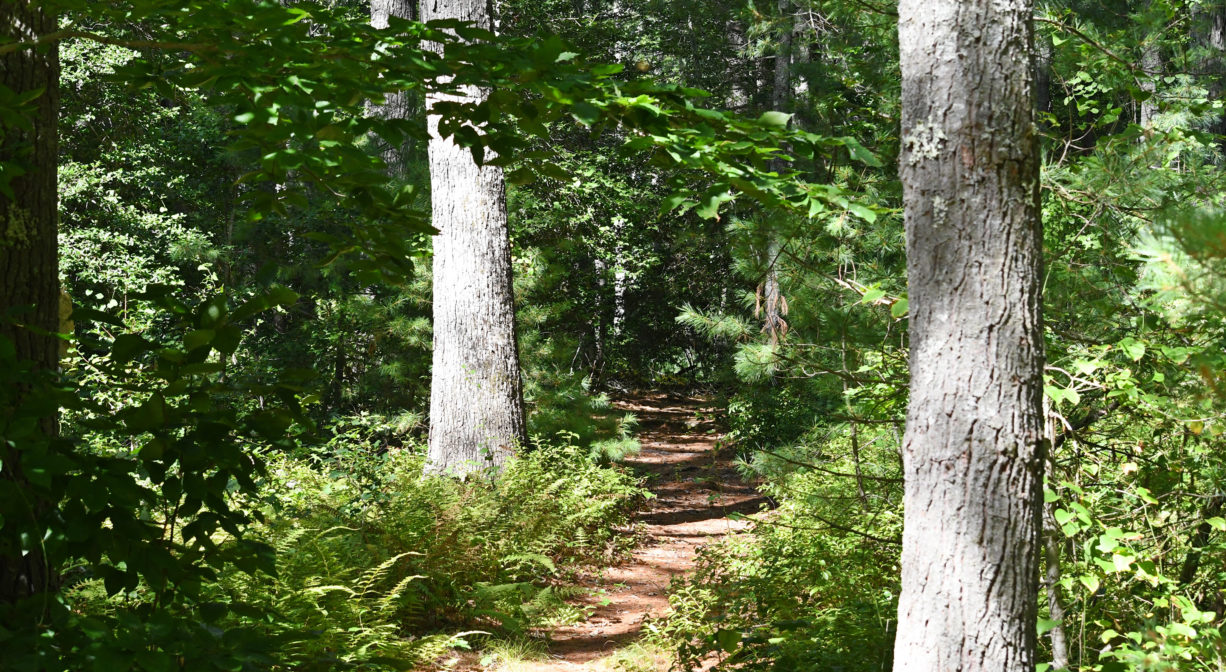 A photograph of a narrow trail through a green forest.