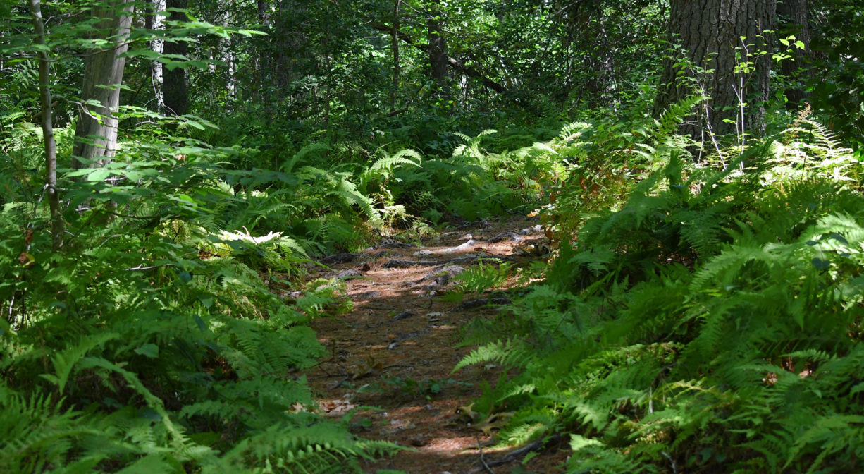 A photograph of a narrow trail bordered with ferns.