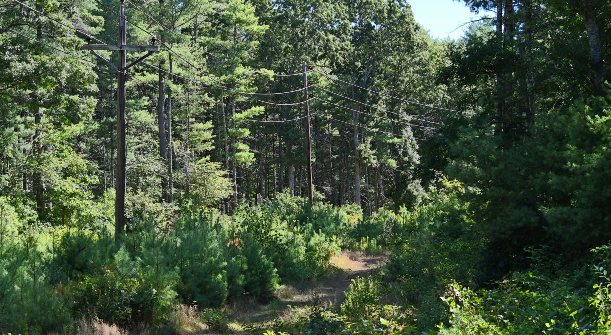 A photograph of a narrow trail bordered with pine trees.
