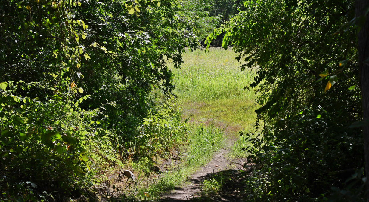A photograph of a trail leading into a meadow.