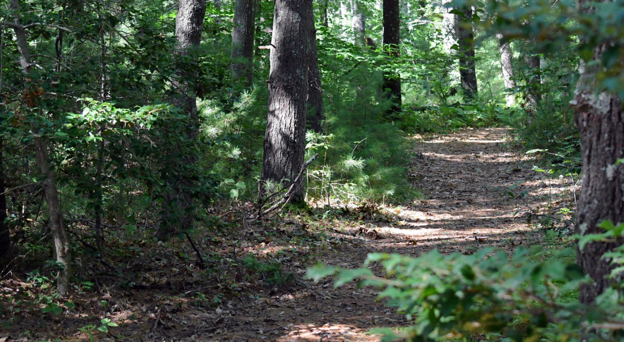 A photograph of a wide trail through the woods.