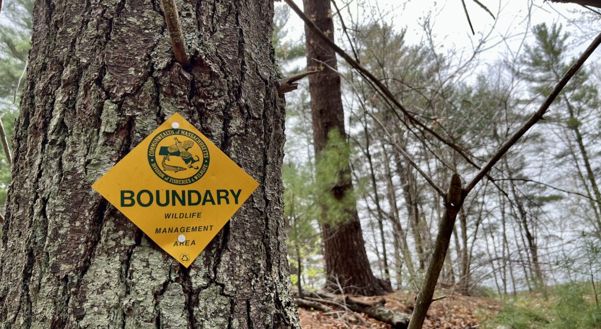 A photograph of a tree with a boundary sign on it.