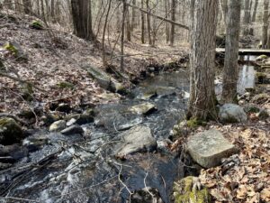 A photograph of a brook flowing through a forest.