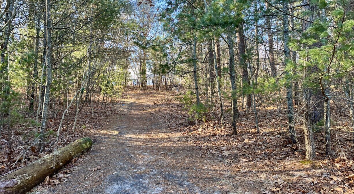 A photograph of a wide forest trail leading uphill.