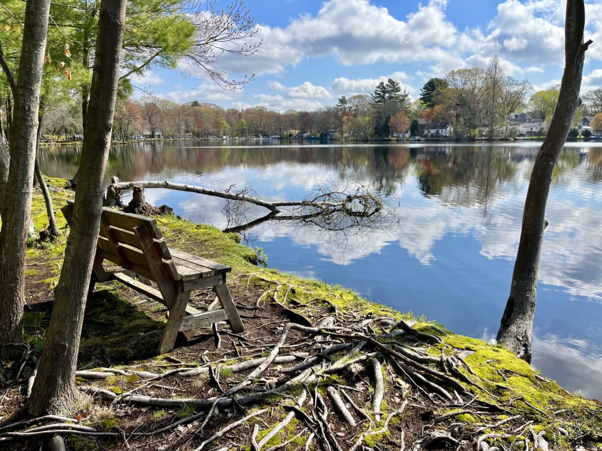 Ps Tree Service Holbrook Ma